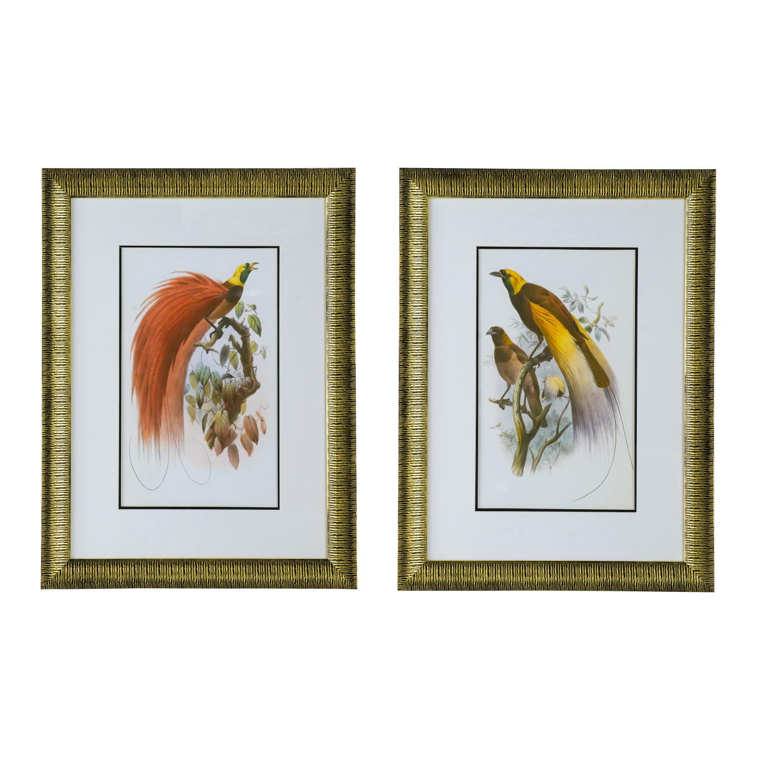 Set of 2 Colorful Bird Prints with Gold Frames
