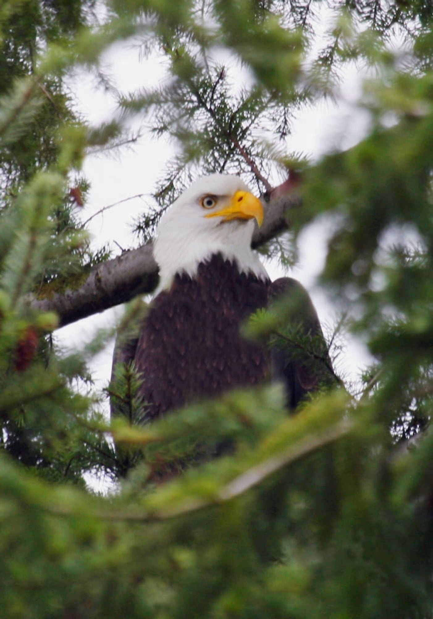 A Bald Eagle Canvas Art - Raven Regan Design Pics (22 x 32)