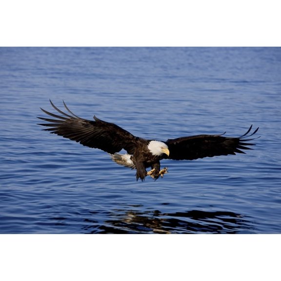 A Bald Eagle Swoops In With Talons Extended Just Before Catching A Fish From The Ocean In Southeast  Alaska.