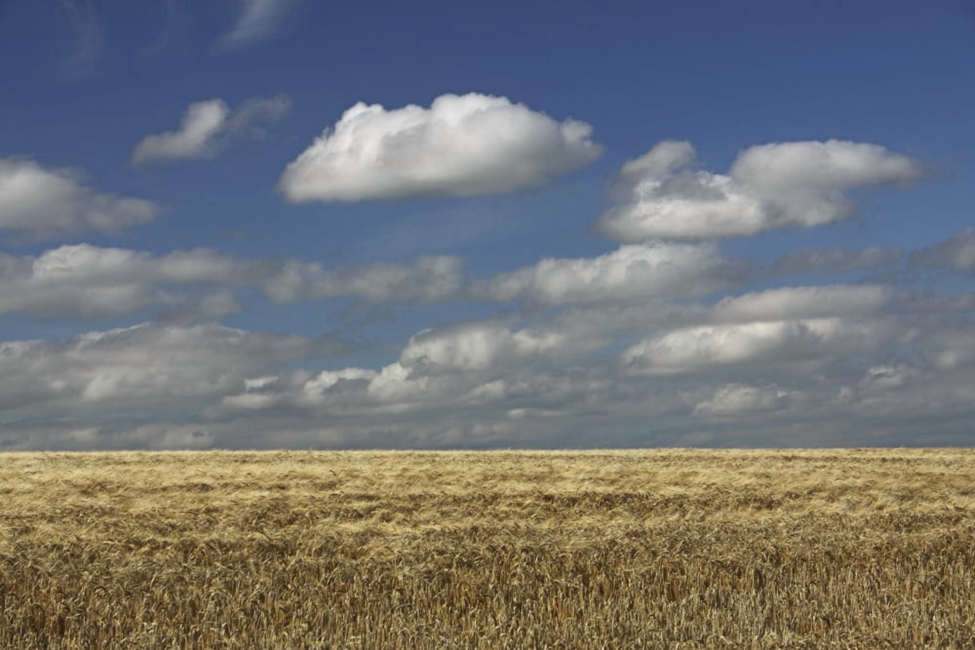A Barley Field In East Cork In Munster Region Ballycotton County Cork Ireland Canvas Art - Trish Punch  Design Pics (19 x 12)