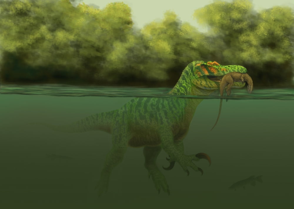 A Baryonyx escapes swimming from a brawl with a Hypsilophodon in his mouth Canvas Art - Alvaro RozalenStocktrek Images (34 x 24)