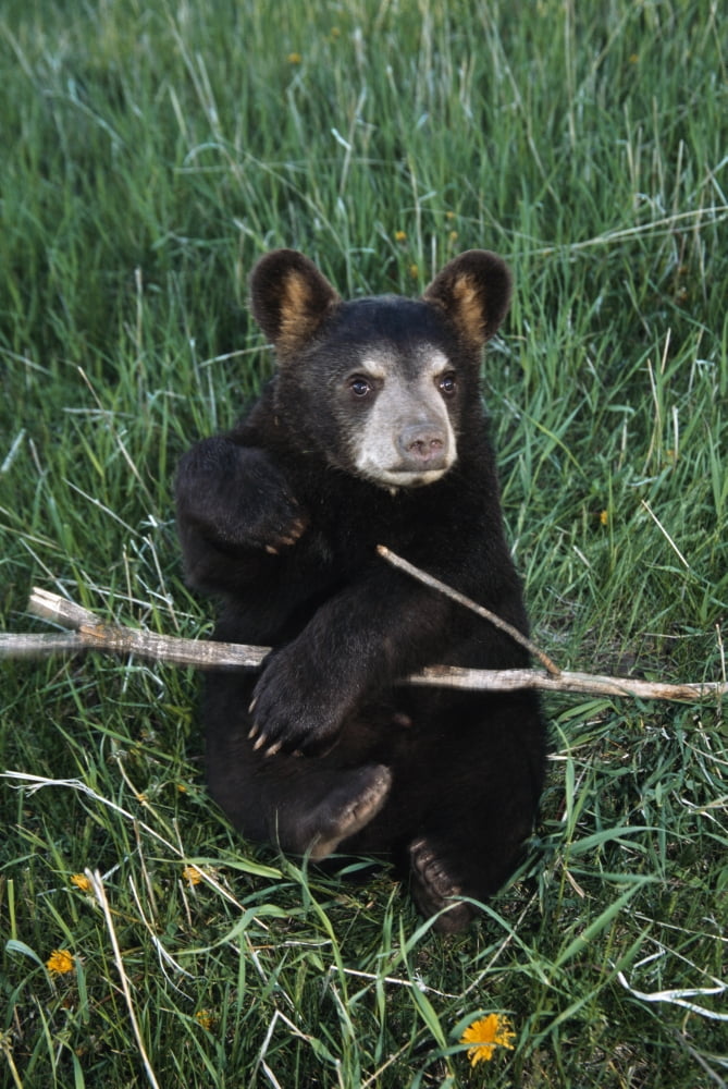 A Bear Cub Montana Usa Canvas Art - David Ponton Design Pics (12 x 19)