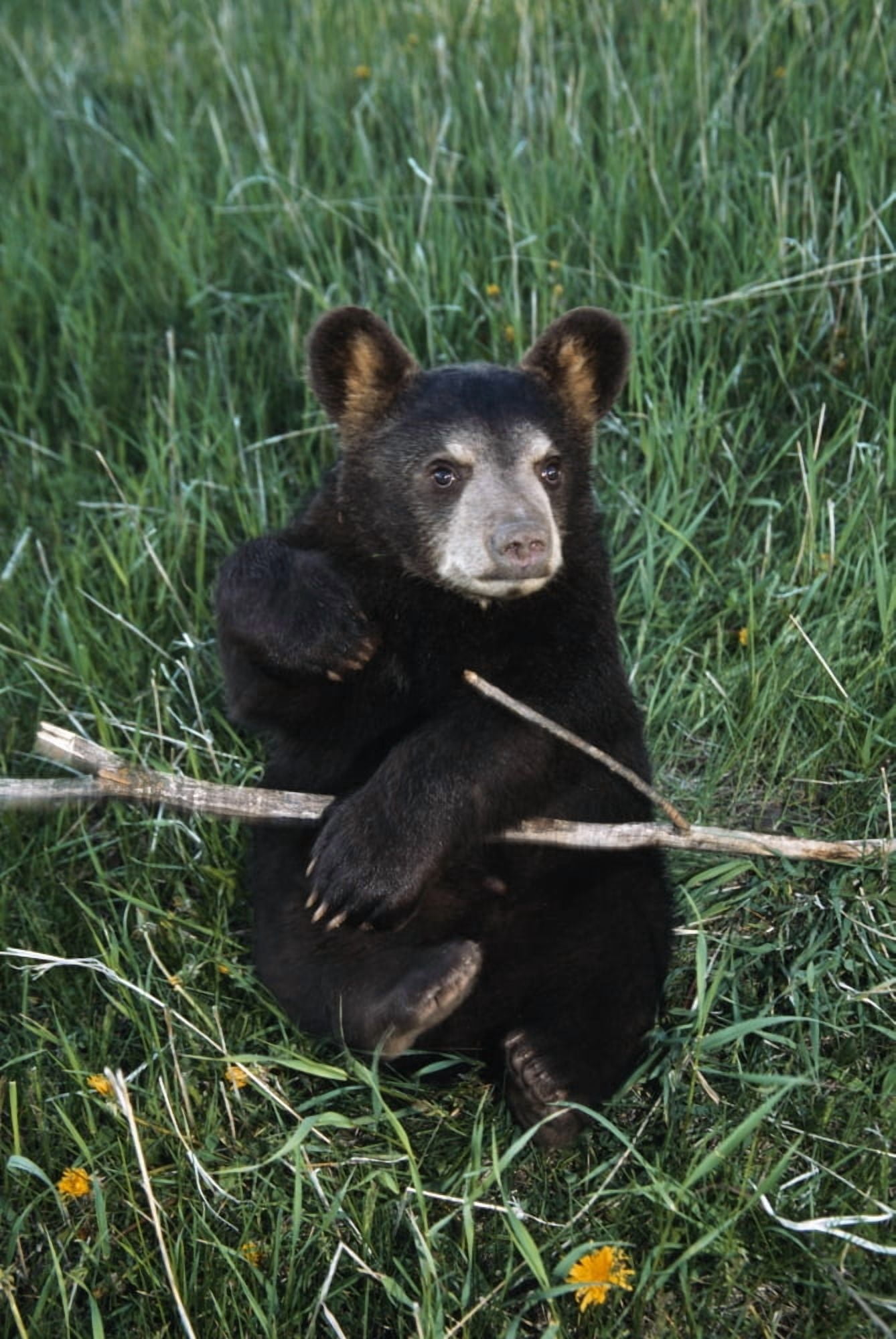 A Bear Cub Montana Usa Canvas Art - David Ponton Design Pics (24 x 38)