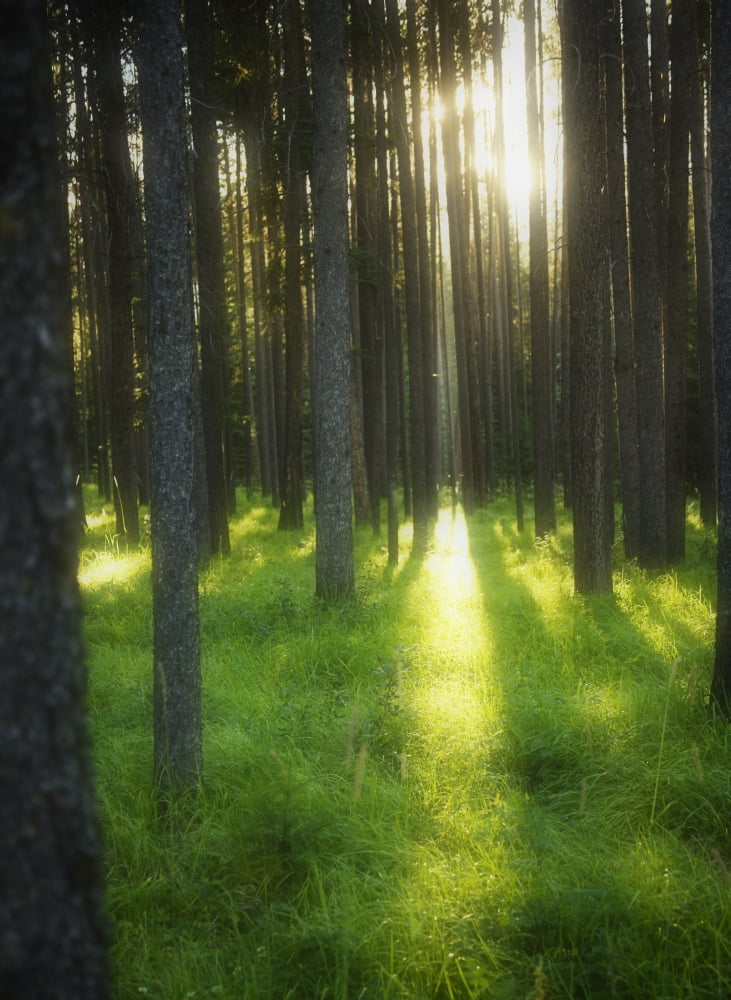 A Beautiful Wooded Area Canvas Art - Kelly Redinger Design Pics (22 x 32)