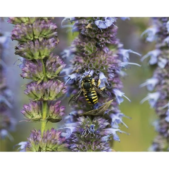 A Bee Fuels Up On Nectar from Flowers in a Garden - Astoria Oregon United States of America Poster Print by Robert L.Potts - 34 x 26 - Large