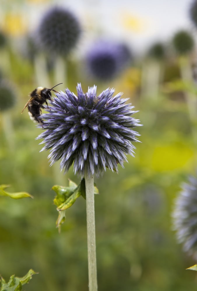 A Bee On A Flower Scottish Borders Scotland Canvas Art - John Short Design Pics (24 x 36)
