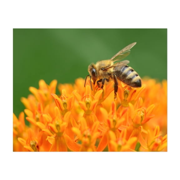 A Bee's World - Photography Insect Wildlife Floral Nature Botanical Animal Garden Unframed Wall Art Print 18 x 24 inches