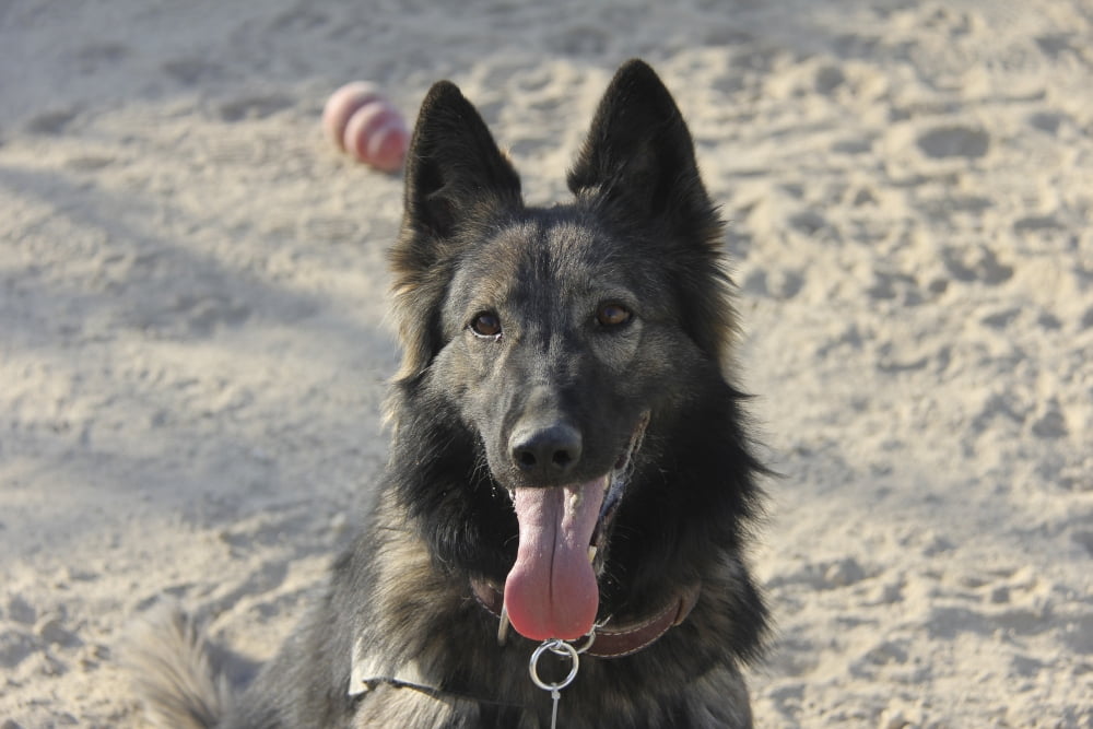 A Belgian Tervuren military working dog takes a break from training Canvas Art - Stocktrek Images (35 x 24)