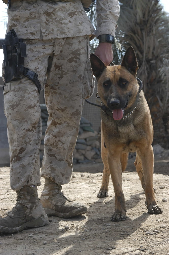 A Belgium Malonois military working dog stands by his handler Canvas Art - Stocktrek Images (23 x 35)