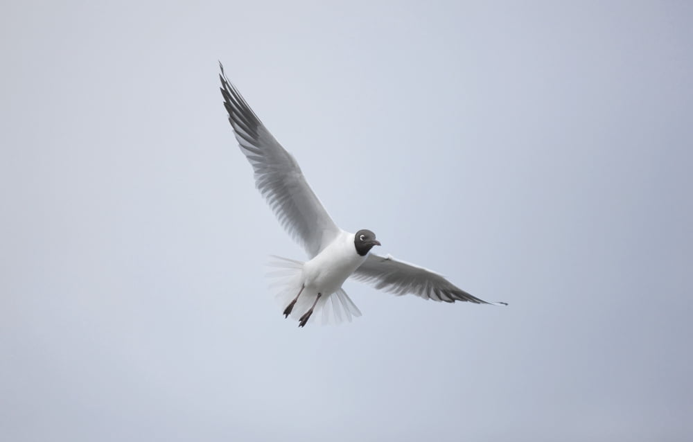A Bird In Flight Amble Northumberland England Canvas Art - John Short Design Pics (19 x 12)
