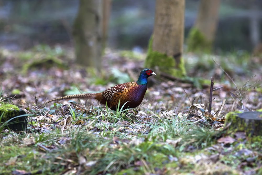 A Bird Sits On The Forest Floor Northumberland England Canvas Art - John Short Design Pics (38 x 24)