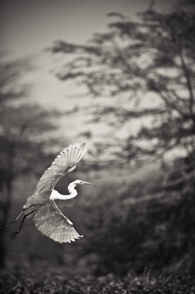 A Bird With A Large Wing Span Takes Flight Kenya Canvas Art - David DuChemin Design Pics (24 x 38)
