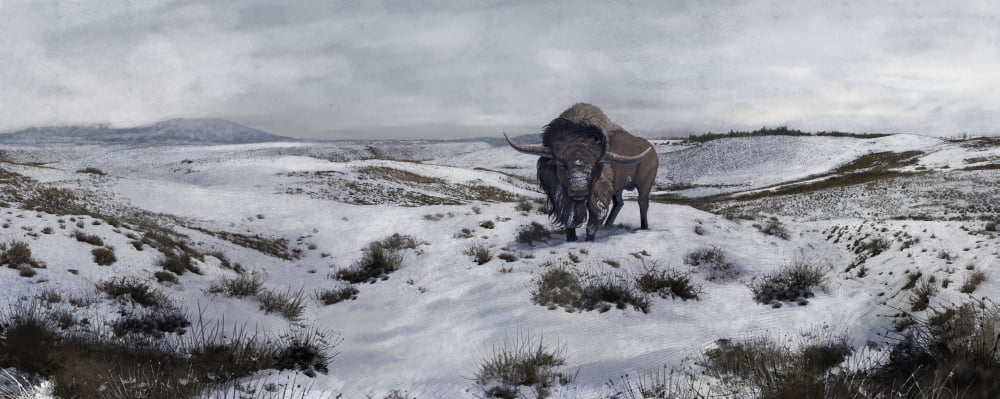 A Bison latifrons in a winter landscape during the Pleistocene epoch Canvas Art - Roman Garcia MoraStocktrek Images (45 x 18)