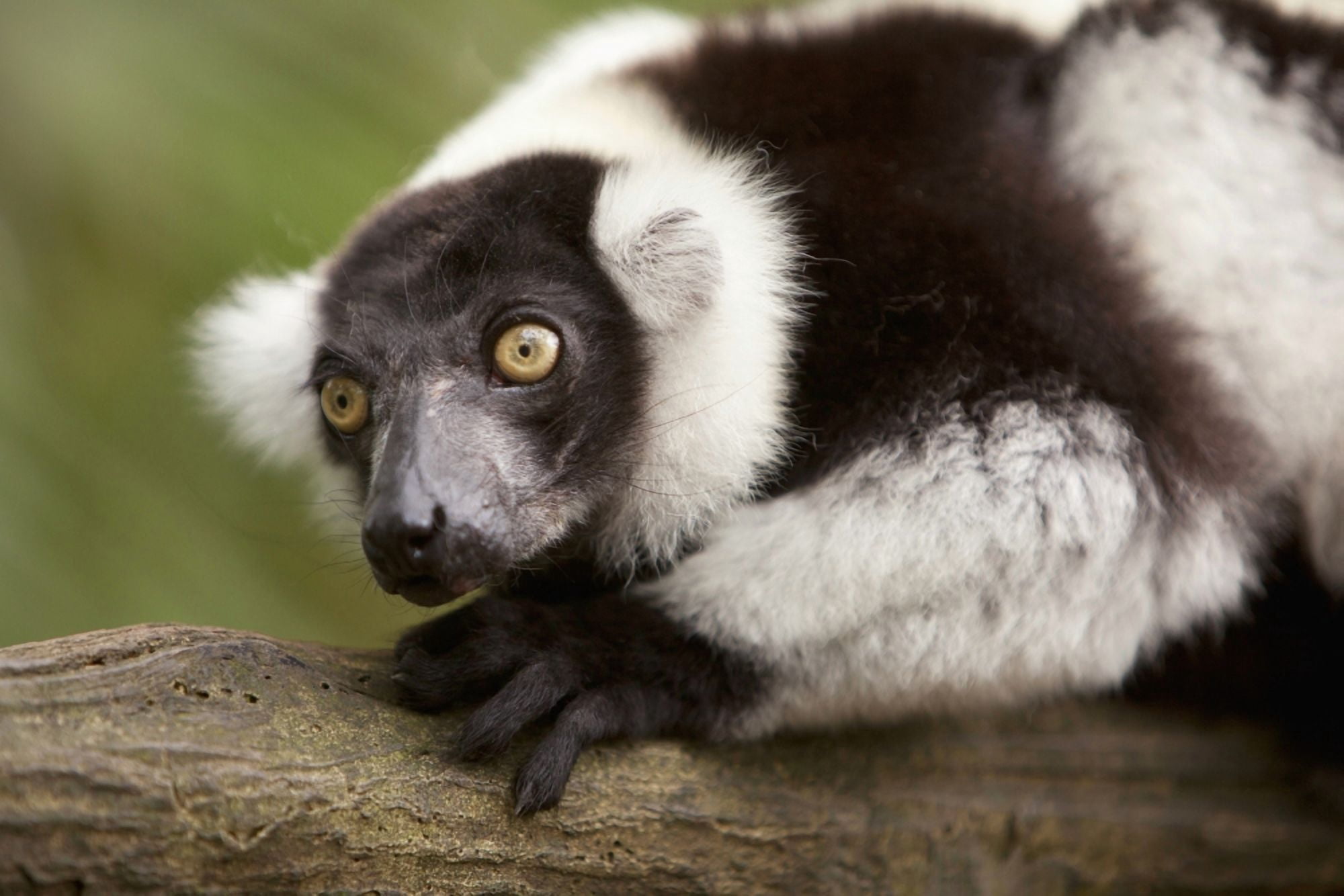 A Black-And-White Ruffed Lemur (Varecia Variegata) At The Singapore Zoo Singapore Canvas Art - Deddeda Design Pics (38 x 24)