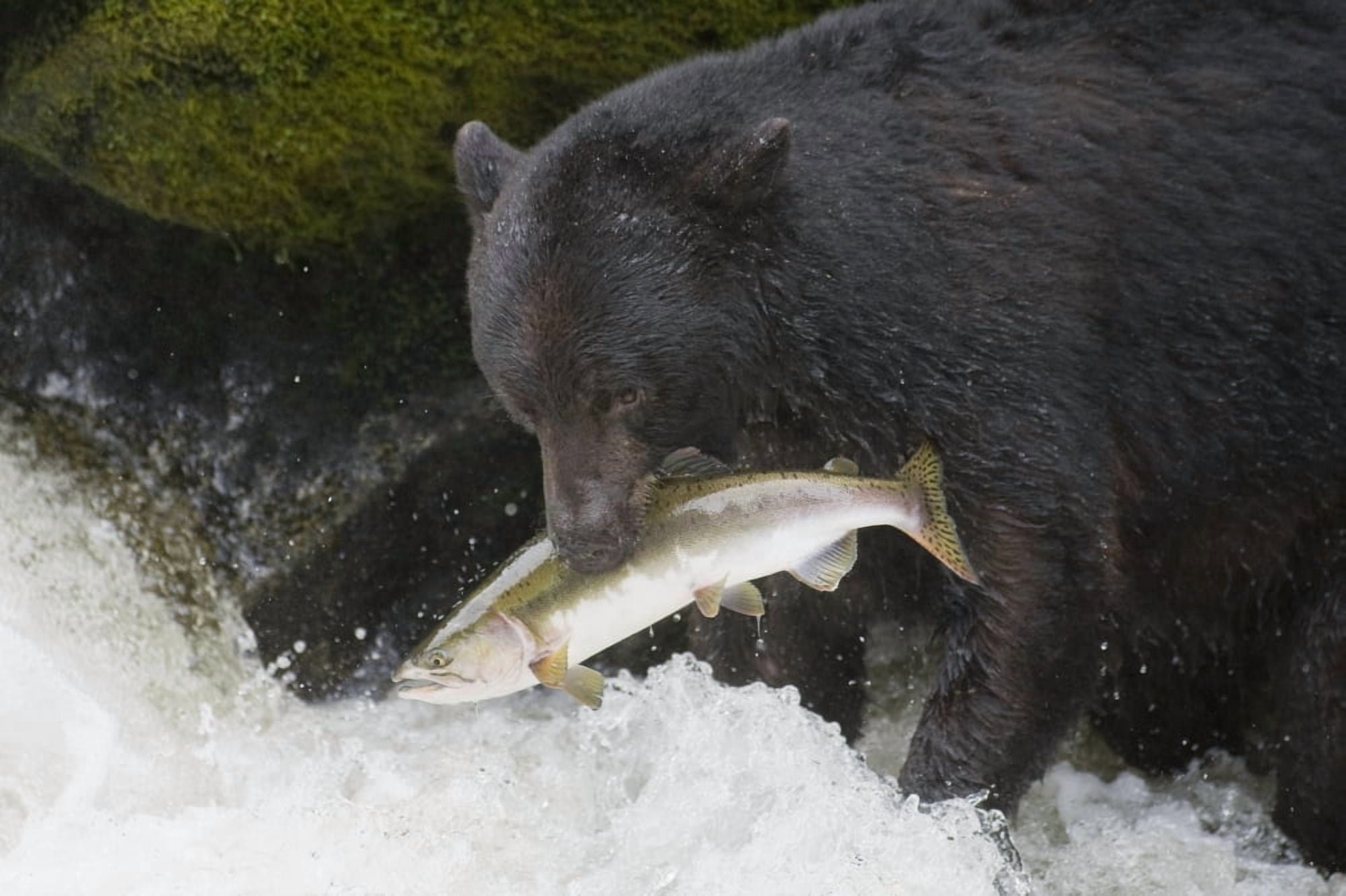 A Black Bear Catches A Pink Salmon Along A Stream In Alaskas Tongass Forest Canvas Art - John Hyde Design Pics (38 x 24)