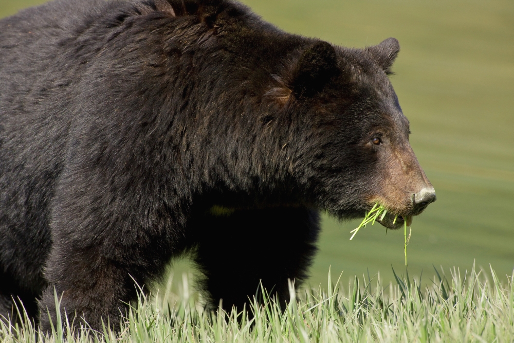 A Black Bear Forages On Spring Sedge Grass In An Estuary In Glacier Bay National Park Alaska Canvas Art - John Hyde Design Pics (19 x 12)