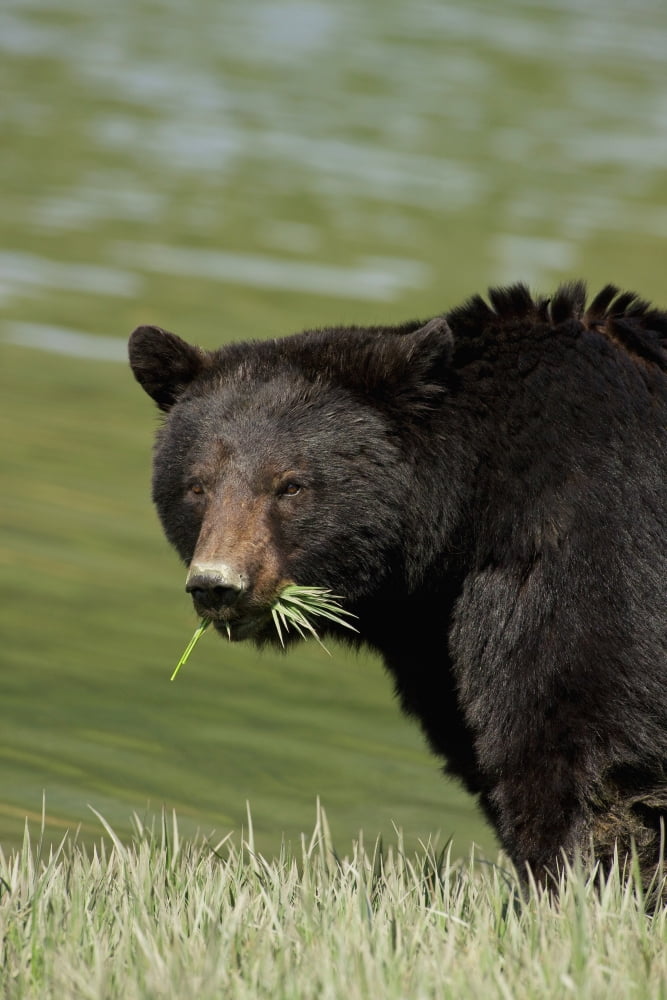 A Black Bear Forages On Spring Sedge Grass In An Estuary In Glacier Bay National Park Alaska Canvas Art - John Hyde Design Pics (24 x 38)