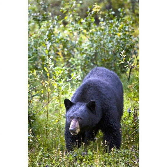 A Black Bear ; Jasper Alberta Canada Poster Print
