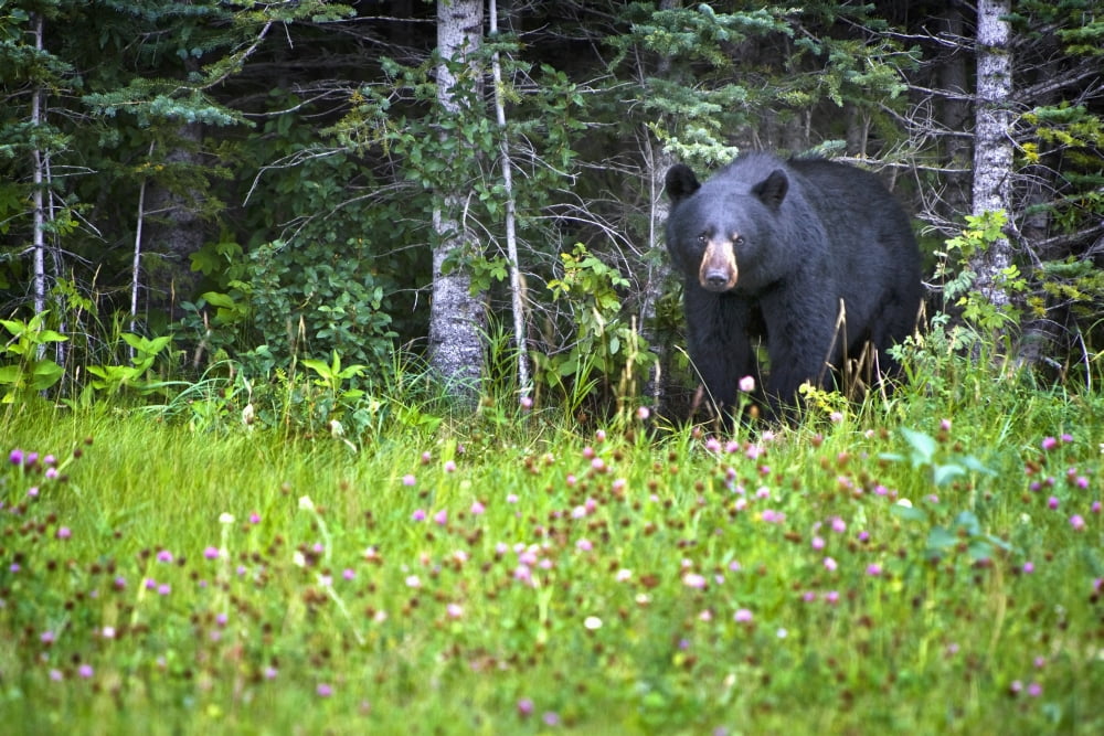 A Black Bear (Ursus Americanus) Gazes At The Camera Jasper Alberta Canada Canvas Art - Richard Wear Design Pics (19 x 12)