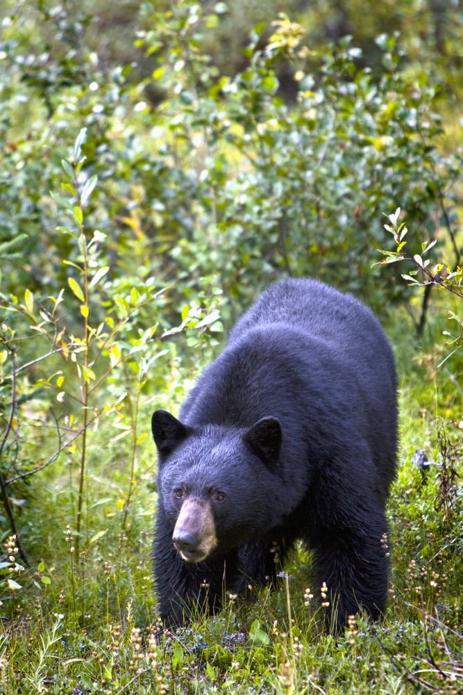 A Black Bear (Ursus Americanus) Jasper Alberta Canada Canvas Art - Richard Wear Design Pics (12 x 19)