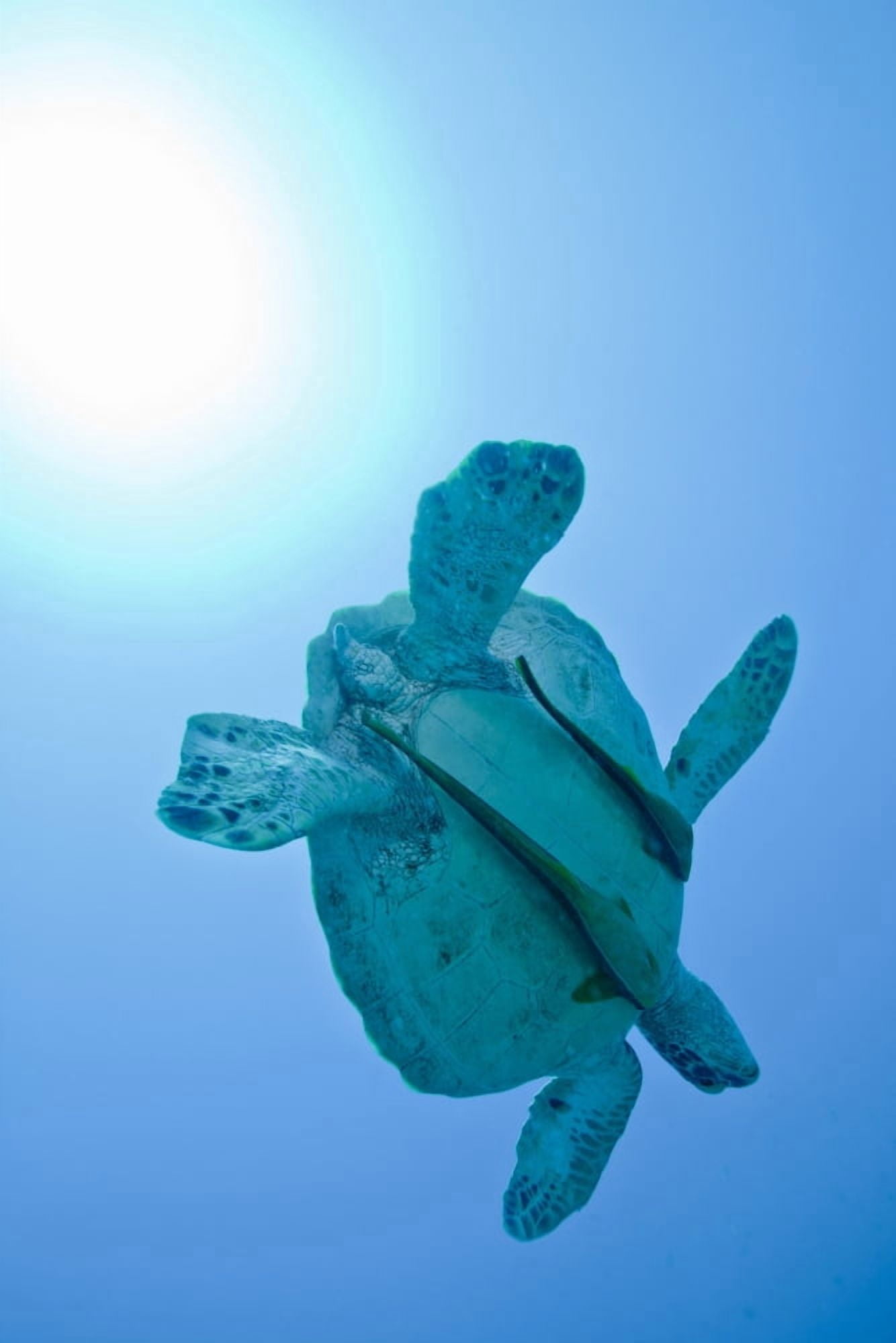 A Black Sea Turtle with attached remora Fiji Canvas Art - Michael WoodStocktrek Images (12 x 17)