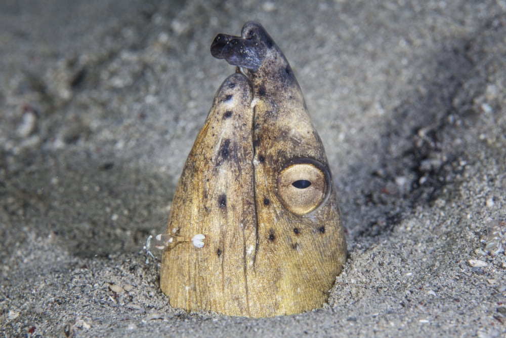A Black-finned snake eel pokes its head out of a sandy seafloor Canvas Art - Ethan DanielsStocktrek Images (34 x 23)