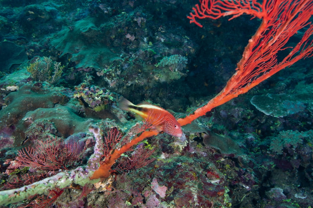 A Blackside Hawkfish swims over the red tentacles of a sea fan Fiji Canvas Art - Michael WoodStocktrek Images (34 x 23)