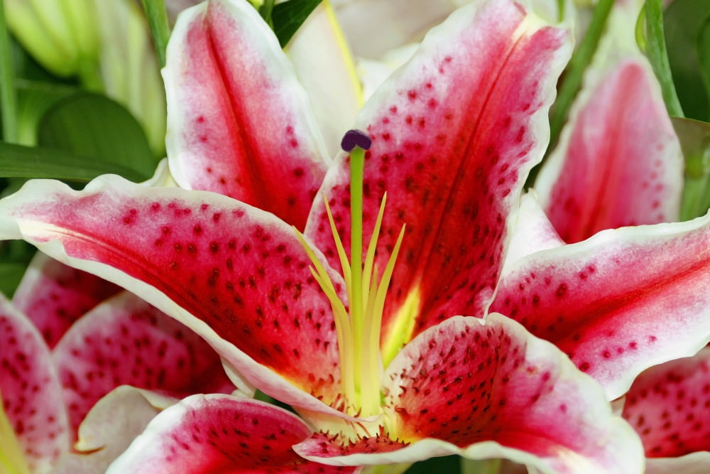 A Blooming Flower Canvas Art - Raven Regan Design Pics (17 x 11)