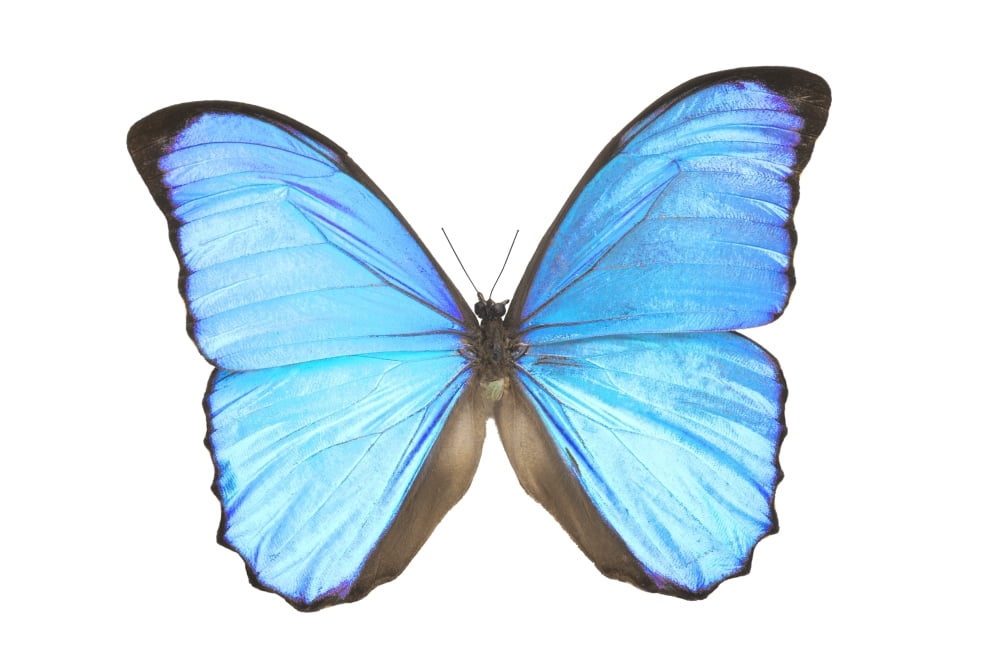 A Blue Butterfly Canvas Art - Don Hammond Design Pics (17 x 11)