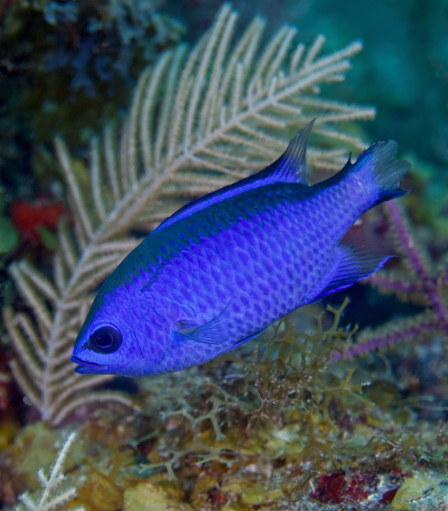 A Blue Chromis swims into the current over a colorful reef Canvas Art - Michael WoodStocktrek Images (14 x 15)