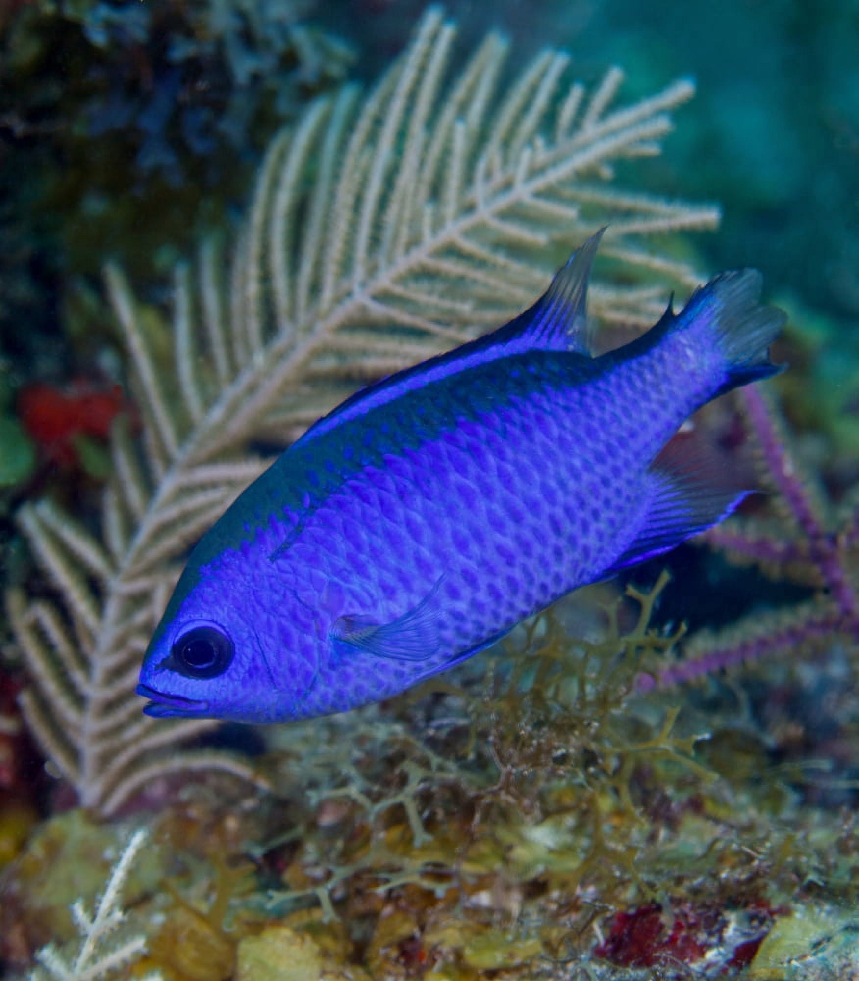 A Blue Chromis swims into the current over a colorful reef Canvas Art - Michael WoodStocktrek Images (27 x 30)