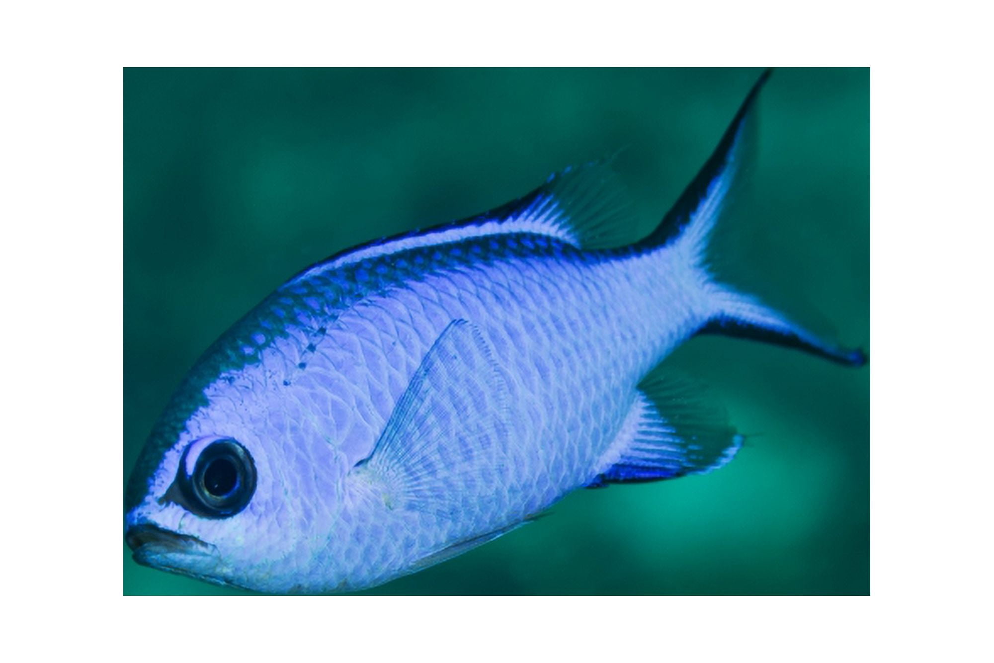 A Blue Hamlet swims in the shallow waters off the coast of Key Largo Florida Canvas Art - Michael WoodStocktrek Images (18 x 12)