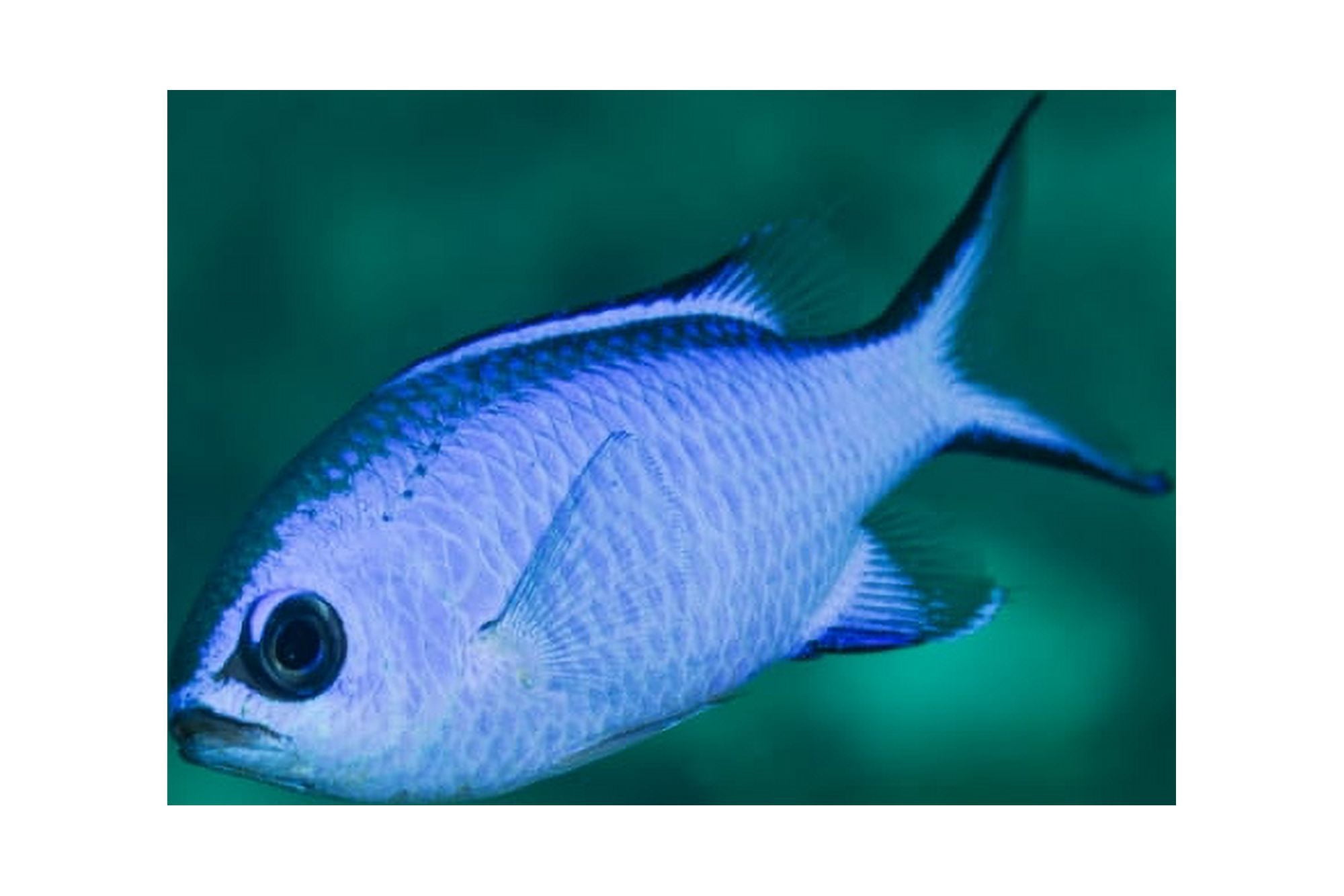 A Blue Hamlet swims in the shallow waters off the coast of Key Largo Florida Canvas Art - Michael WoodStocktrek Images (35 x 23)