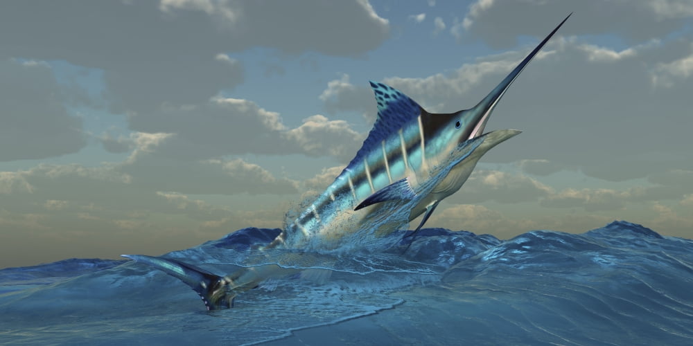 A Blue Marlin bursts from ocean waters Canvas Art - Corey FordStocktrek Images (40 x 20)
