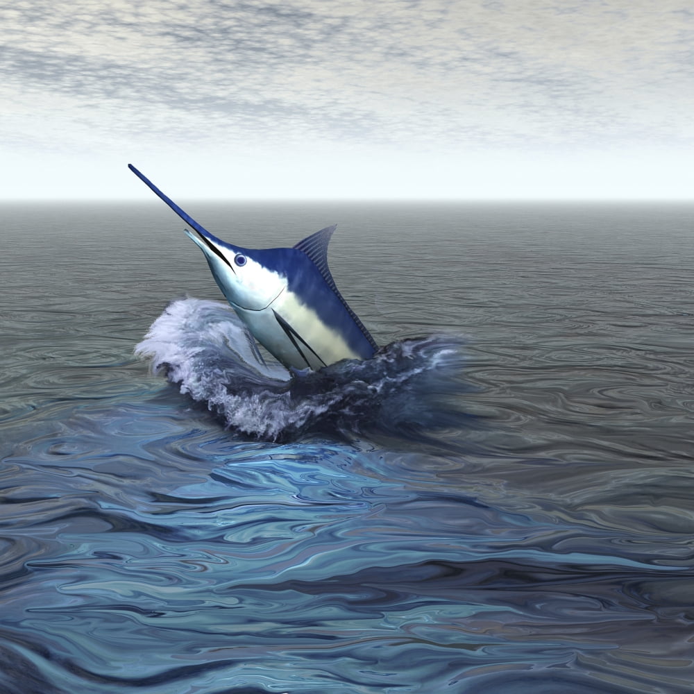 A Blue Marlin bursts from the ocean in a great slash of water Canvas Art - Corey FordStocktrek Images (28 x 28)