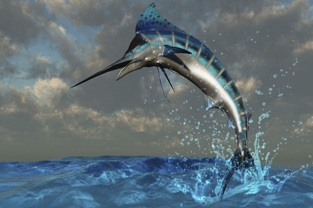 A Blue Marlin flashes its iridescent colors as it bursts from the ocean Canvas Art - Corey FordStocktrek Images (18 x 12)