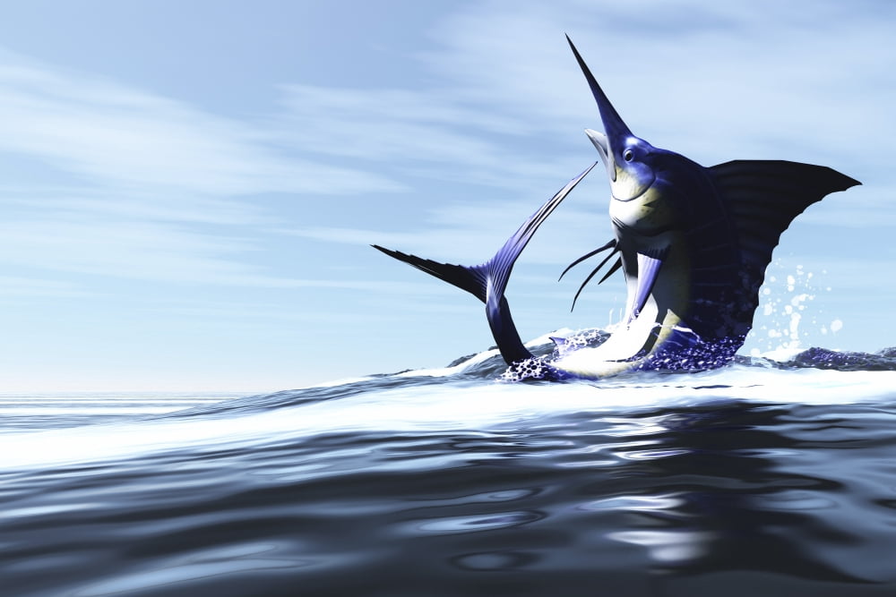 A Blue Marlin jumps through the ocean surface in a spray of water Canvas Art - Corey FordStocktrek Images (35 x 23)