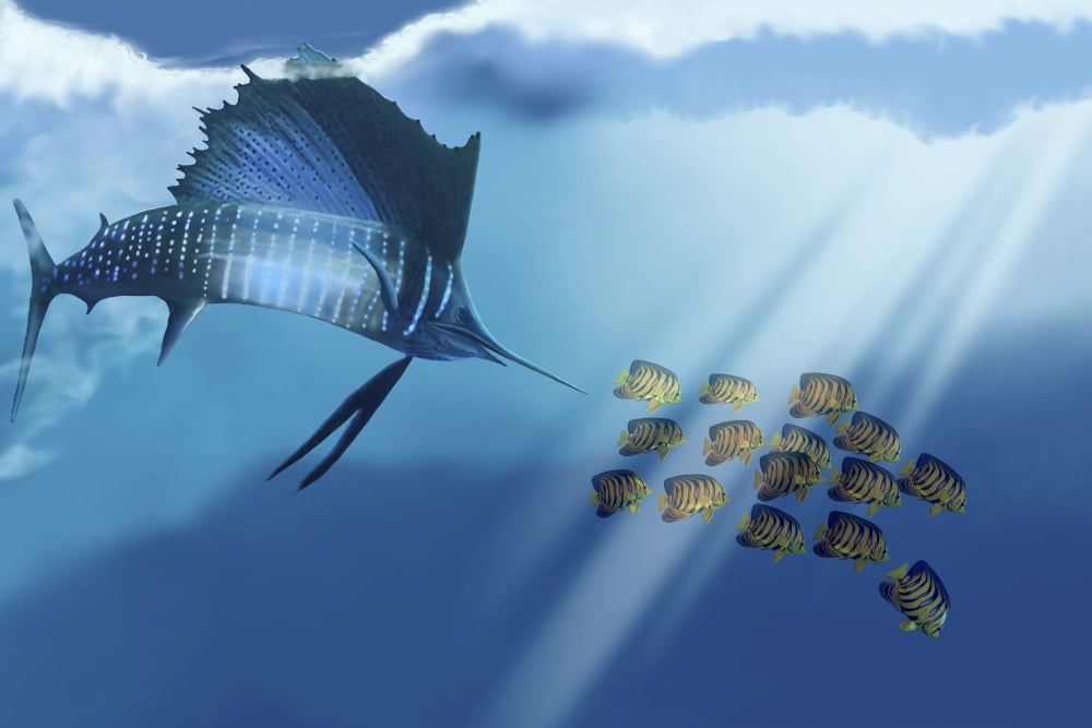 A Blue Marlin swims after a school of Angelfish in the ocean Canvas Art - Corey FordStocktrek Images (18 x 12)