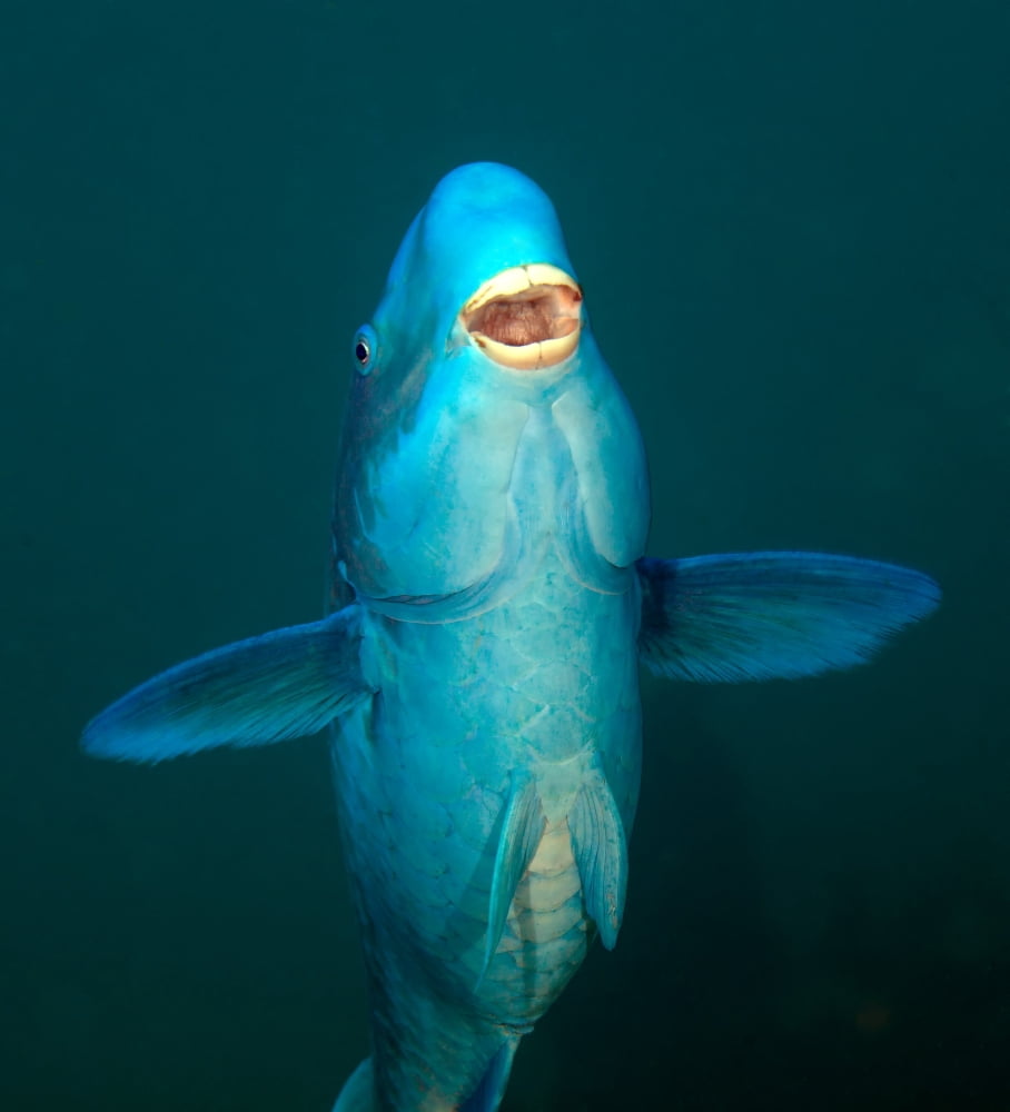 A Blue Parrotfish in the Atlantic Ocean off the coast of Key Largo Florida Canvas Art - Michael WoodStocktrek Images (27 x 30)