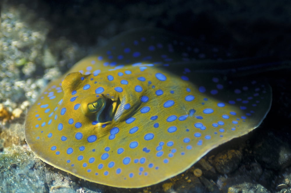 A Blue Spotted Lagoon Fantail Ray Papua New Guinea Canvas Art - Michael WoodStocktrek Images (35 x 23)