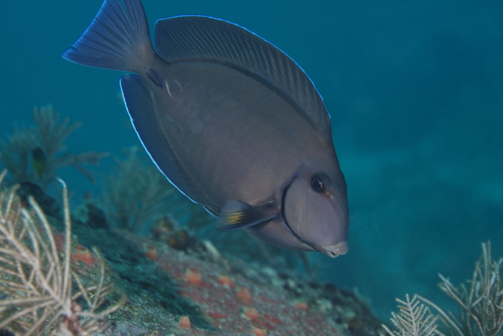 A Blue Tang Surgeonfish Key Largo Florida Canvas Art - Michael WoodStocktrek Images (18 x 12)