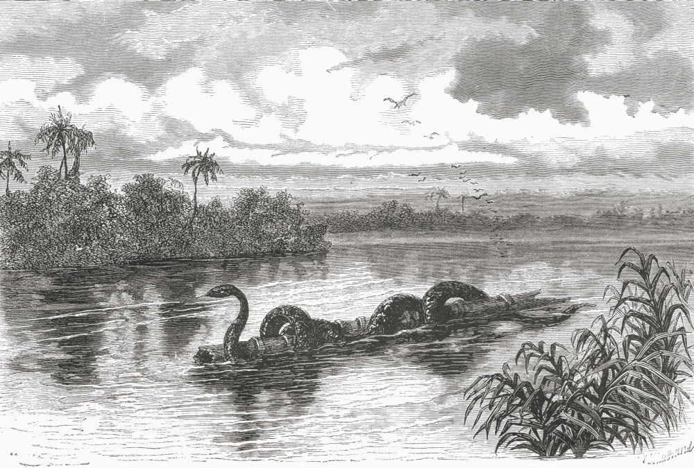 A Boa Floating On A Log On The Rio Verde Colombia From El Mundo En La Mano Published 1875 Canvas Art - Ken Welsh Design Pics (17 x 12)