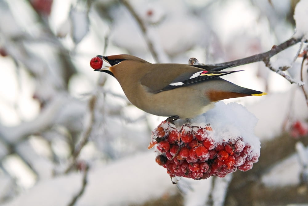 A Bohemian Waxwing Feeding On Mountain Ash Berries Anchorage Southcentral Alaska Winter Canvas Art - Brian Guzzetti  Design Pics (17 x 11)