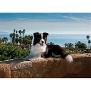 A Border Collie Dog Resting on a Wall Poster Print by Zandria Muench Beraldo - 24 x 17 in.