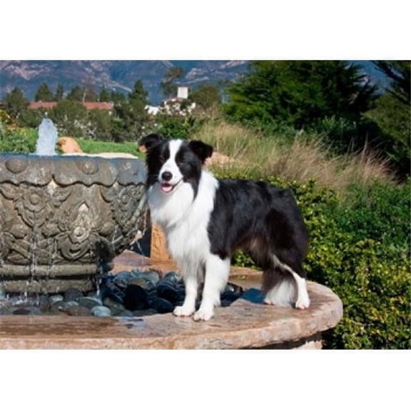 A Border Collie Dog Standing on a Fountain Poster Print by Zandria Muench Beraldo - 24 x 17 in.