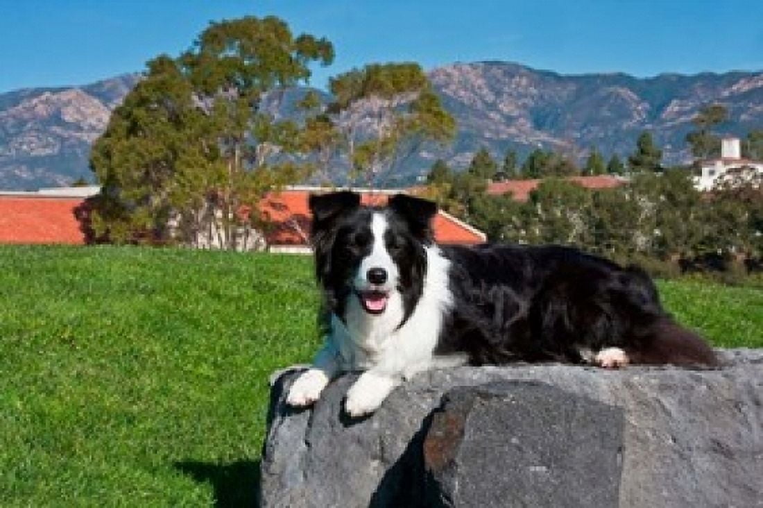 A Border Collie dog Canvas Art - Zandria Muench Beraldo DanitaDelimont (36 x 24)