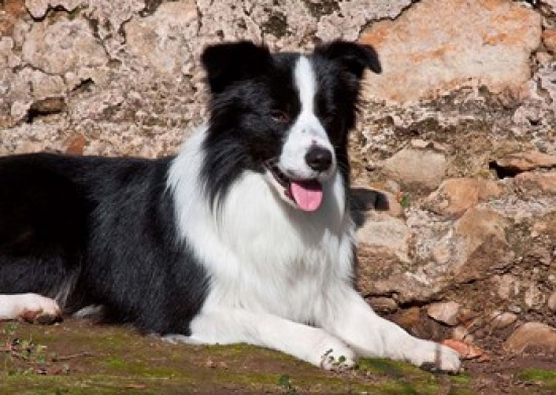 A Border Collie dog next to a rock wall Canvas Art - Zandria Muench Beraldo DanitaDelimont (24 x 17)