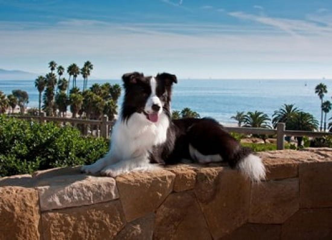 A Border Collie dog resting on a wall Canvas Art - Zandria Muench Beraldo DanitaDelimont (24 x 17)