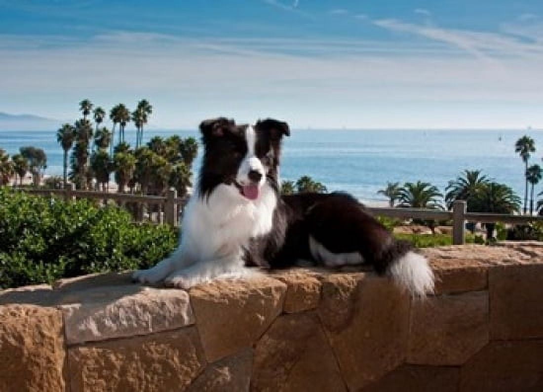 A Border Collie dog resting on a wall Canvas Art - Zandria Muench Beraldo DanitaDelimont (36 x 24)