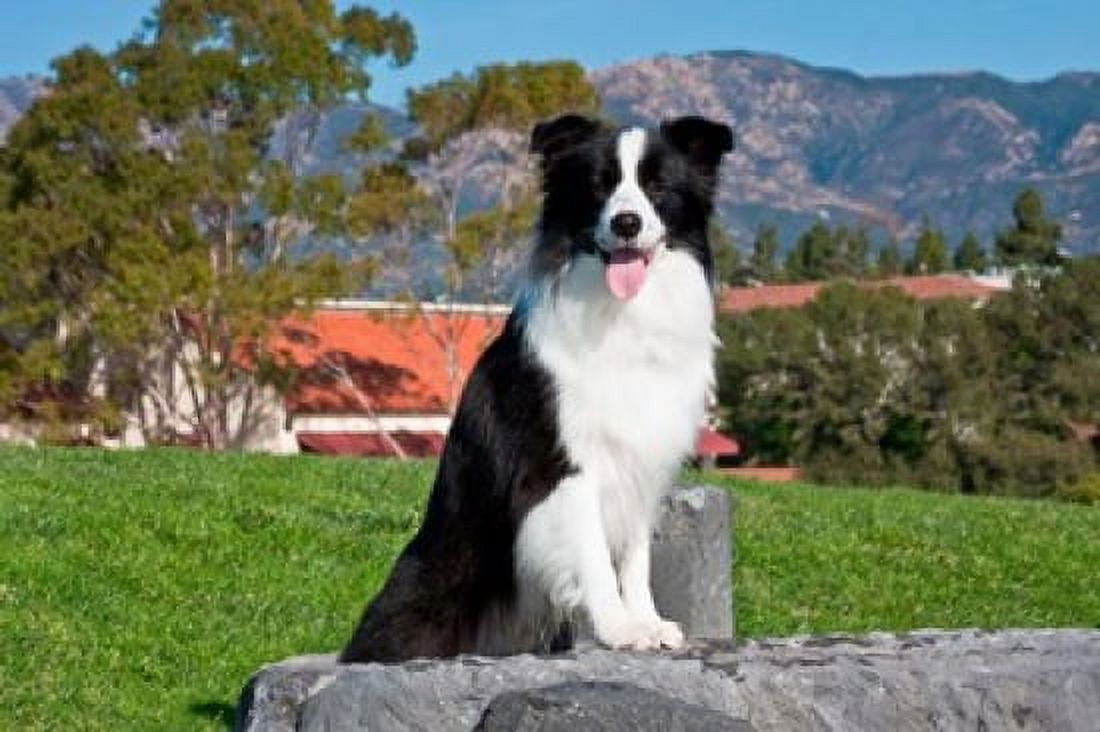 A Border Collie dog sitting Canvas Art - Zandria Muench Beraldo DanitaDelimont (24 x 16)